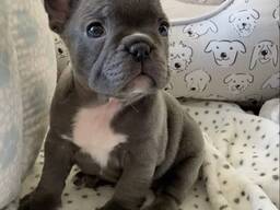 Französischen Bulldogge
