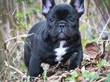 Französischer Bulldoggenwelpen anbieten zu können - фото 2
