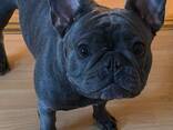 French Bulldog - фото 2