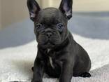 French bulldog puppies - photo 3