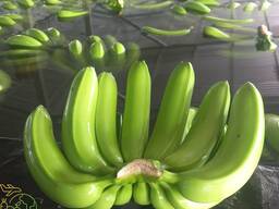 Fresh Cavendish Banana