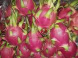 Fresh Dragon Fruit from Vietnam - фото 3