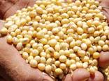 Hot Sale High Quality Soybeans Roasted Salted Oem Yellow Soya Beans