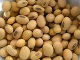 Fresh Non Gmo Soybeans / Soya Bean
