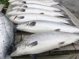 Frischer Lachs