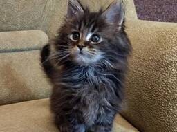 3 Maine-Coon-Kätzchen suchen ein liebevolles Zuhause