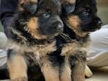German Shepherd puppies - фото 1