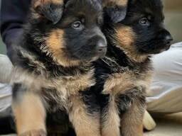 German Shepherd puppies