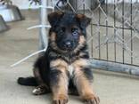German Shepherd puppies - фото 2