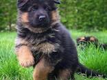 German Shepherd puppies - фото 3