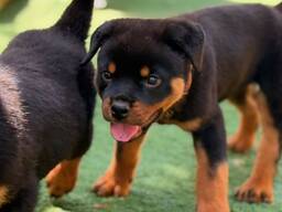 Gesunde Rottweiler-Welpen zu verkaufen. .