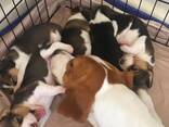 Liebliche dreifarbige Beagle Welpen. - фото 1