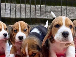 Liebliche dreifarbige Beagle Welpen.