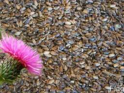 Getreide aus der Ukraine