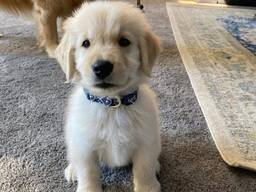 Golden-Retriever-Welpen