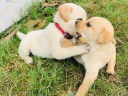 Щенки золотистого ретривера