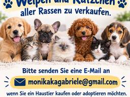 Australian-Shepherd-Welpe sucht dauerhaftes Zuhause44ds