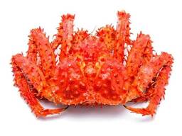 Frische, gefrorene, lebende Königskrabben und Weichschalenkrabben von guter Qualität