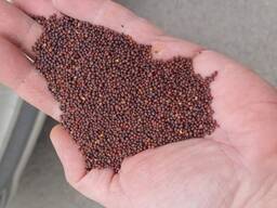 Горчица черная