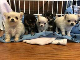 Gorgeous Chihuahua Puppies Description
