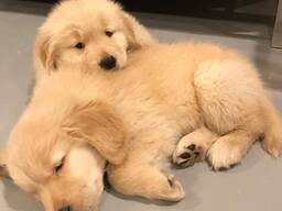Gorgeous Golden Retriever Puppy Description