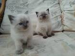 Handaufgezogene Ragdoll-Kätzchen. Kontaktieren Sie uns per WhatsApp: 447490124950 - фото 3