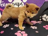 Hervorragende Shiba-Inu-Welpen - фото 3