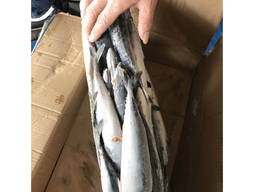 Fresh atlantic pacific mackerel sea frozen deep sea catching mackerel fish