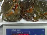 Quality Dungeness Crabs, Norwegian Red king crabs, Blue Swimming crabs for sale - photo 1