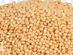 Hirse und Sorghum
