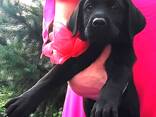 Hochrassige Labrador Retriever-Welpen, Zwinger - фото 1