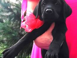 Hochrassige Labrador Retriever-Welpen, Zwinger