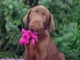 Hochrassige Labrador Retriever-Welpen, Zwinger - фото 3