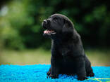 Hochwertige Labrador Retriever Welpen - фото 10