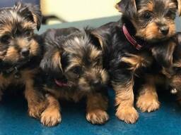 Tolle Yorkshire-Terrier-Welpenx