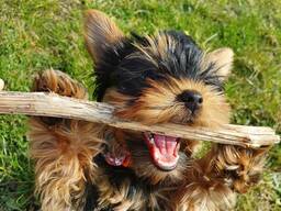 Продаются щенки йоркширского терьера