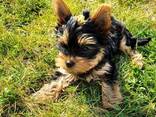 Продаются щенки йоркширского терьера - фото 1