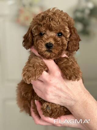 Maltipoo