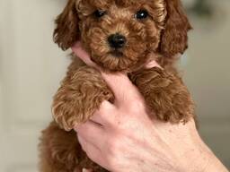 Ich suche einen Hund für 0 Euro. Ich wohne in München. Ich bin 16 Jahre alt