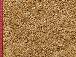 Ich verkaufe braunen, goldfarbenen Flachs