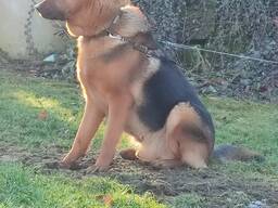 Ich werde den Hund verschenken