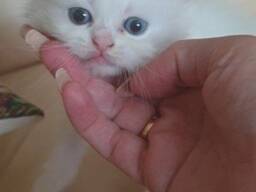 Ihana Munchkin-kissanpentu whatsapp: