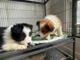 Intelligenten und wunderschönen Border Collies