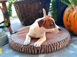 Jack russel terier - фото 3