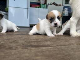 Jack Russell Terrier Welpen. Kontaktieren Sie mich per WhatsApp unter: 44 7453 907158