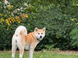 Japanischer Akita Inu Welpen - фото 1