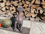 Je vendrai 2 mâles xoloitzcuintle standard - фото 1