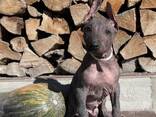 Je vendrai 2 mâles xoloitzcuintle standard - фото 3
