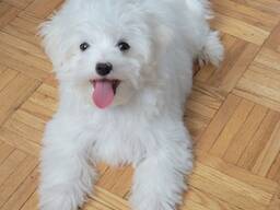 Junge Malteserwelpen,