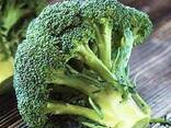 Broccoli cabbage from Uzbekistan - photo 2